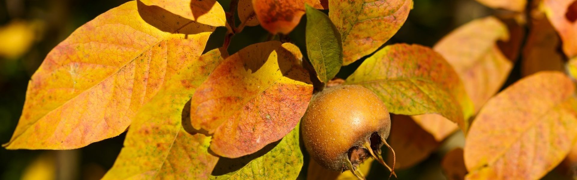 Le_top_5_des_bienfaits_de_la_nefle,_ce_fruit_oublié